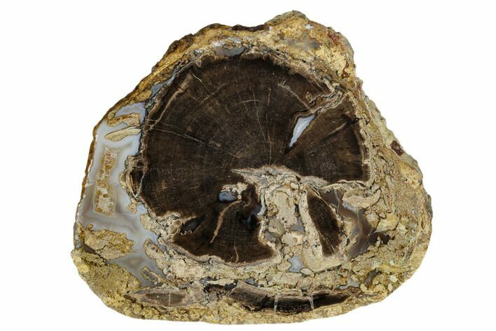 Polished Petrified Wood (Schinoxylon) Round - Wyoming #184841